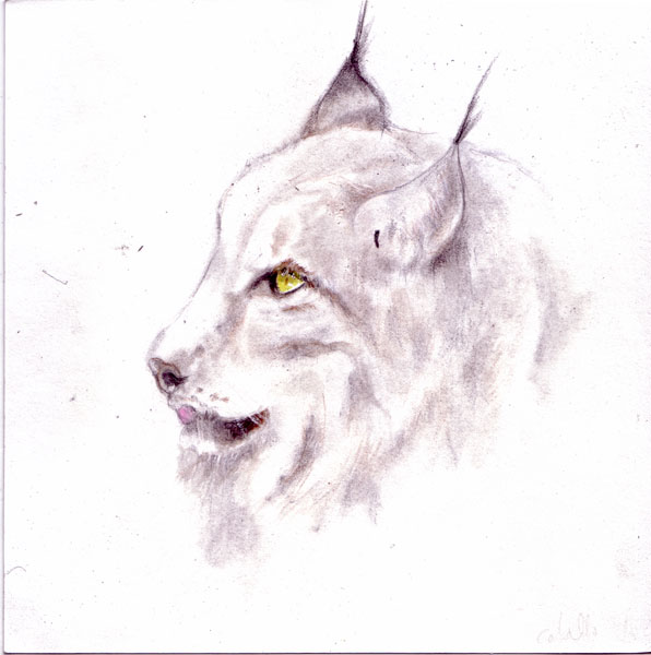 Lince  tinta s/papel  20 x 20 cm