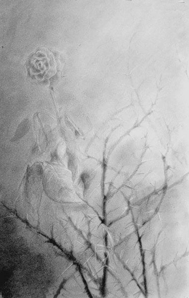 Rosa y espinas   carboncillo    50x70cm