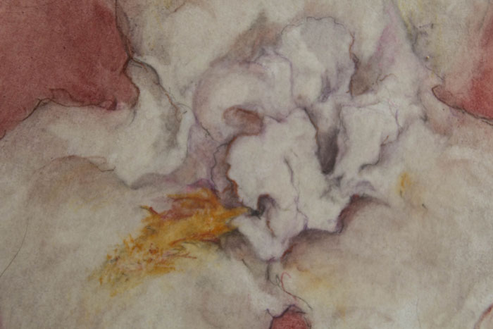Lirio acuarela 20 x 19 cm