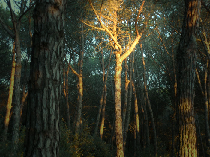 Los árboles   Fotografia